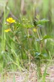 Potentilla erecta. Цветущее растение на разнотравном лугу. Ленинградская обл., Гатчинский р-н, окр. пос. Пудость, заброшенный травертиновый карьер. 11.06.2017.