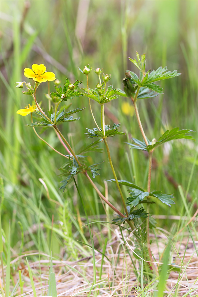 Изображение особи Potentilla erecta.