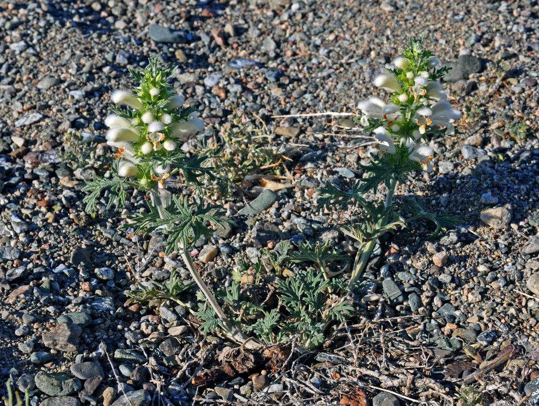 Image of Panzerina canescens specimen.