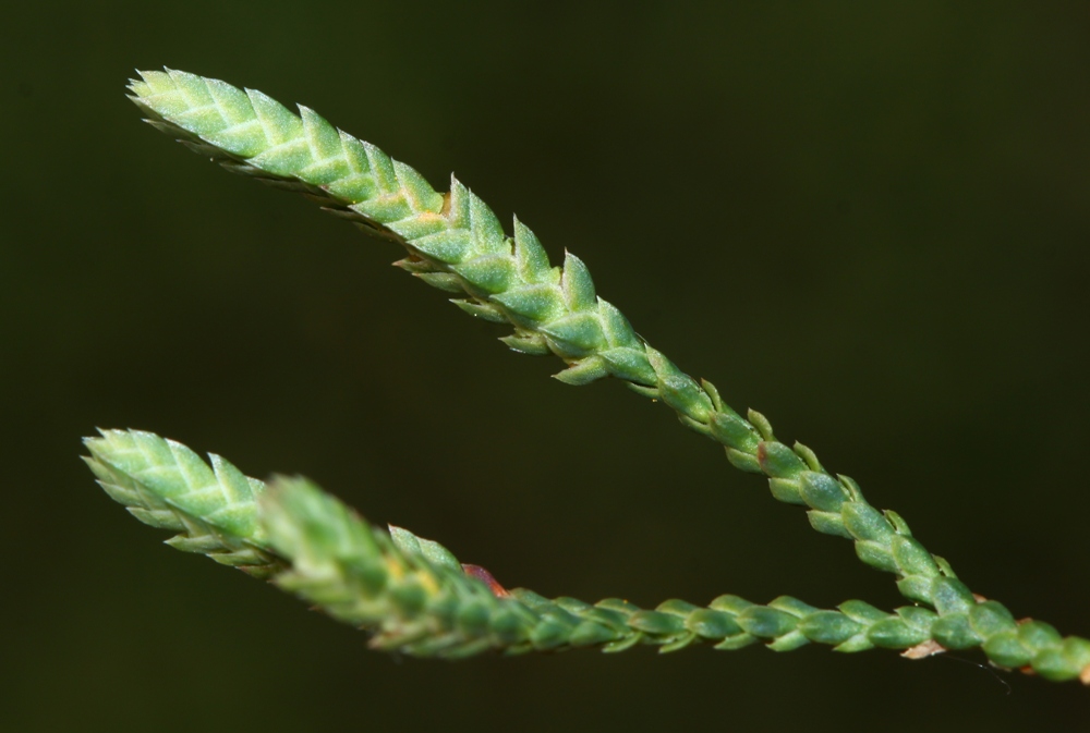 Image of Selaginella borealis specimen.