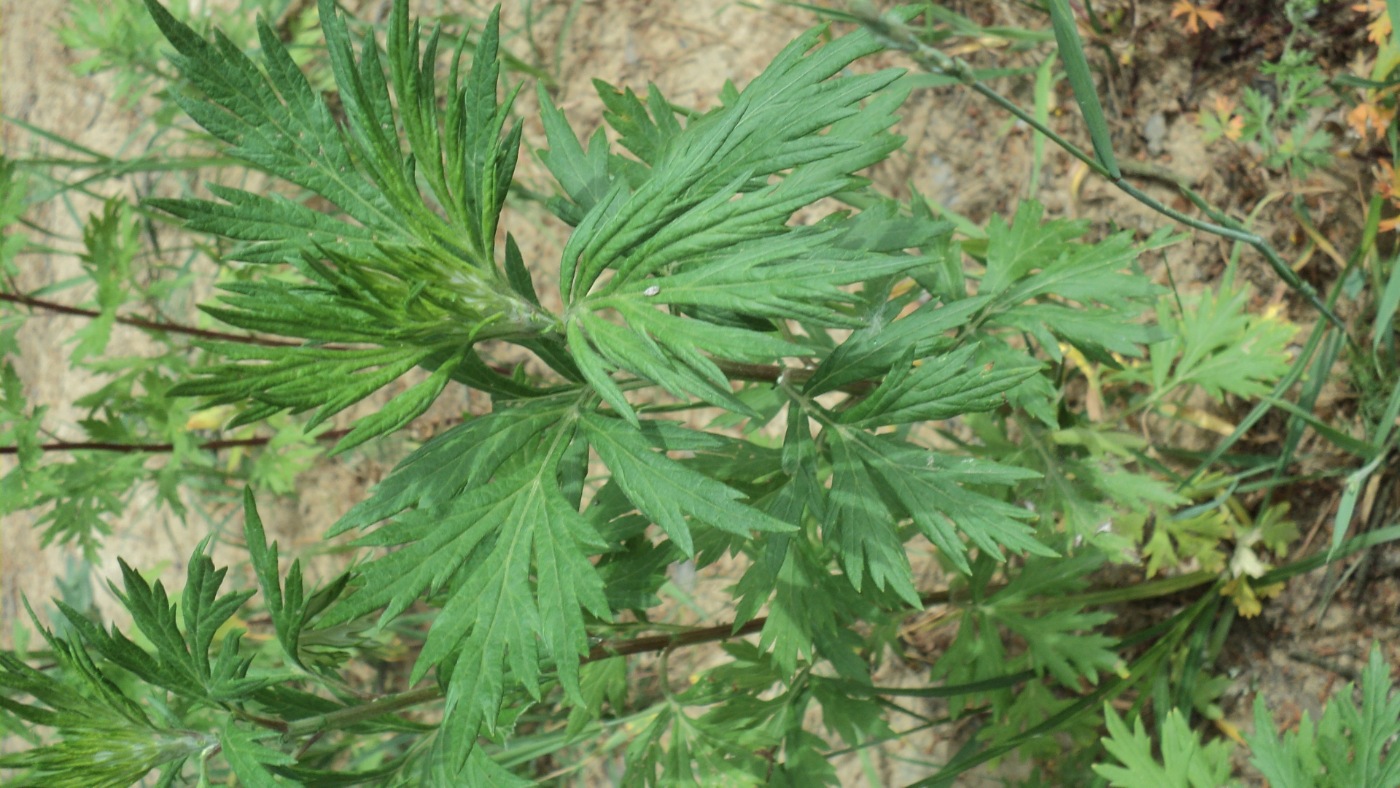 Image of Artemisia vulgaris specimen.