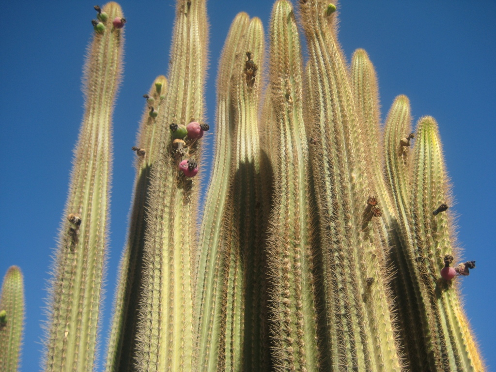 Изображение особи семейство Cactaceae.