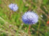 Jasione montana