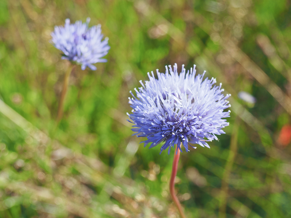 Image of Jasione montana specimen.