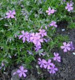 Phlox subulata. Цветущее растение. Краснодарский край, Кущёвский р-н, станица Шкуринская, в культуре. 25.04.2010.