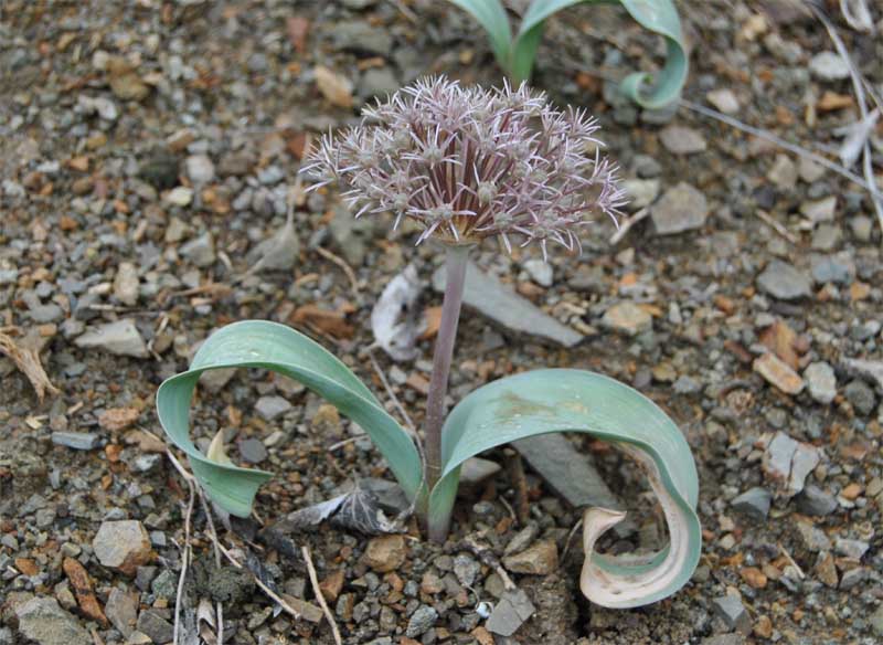 Image of Allium akaka specimen.
