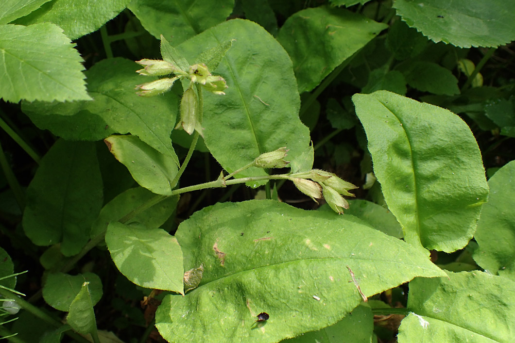 Изображение особи Pulmonaria obscura.