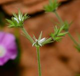 Minuartia decipiens