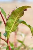 Persicaria lapathifolia. Лист с налипшими песчинками (видна нижняя сторона). Ленинградская обл., Ломоносовский р-н, окр. дер. Кандикюля, берег Финского залива, песчаный пляж. 13.08.2017.