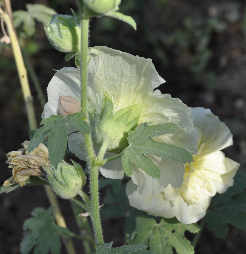 Изображение особи семейство Malvaceae.