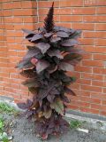 Amaranthus hypochondriacus