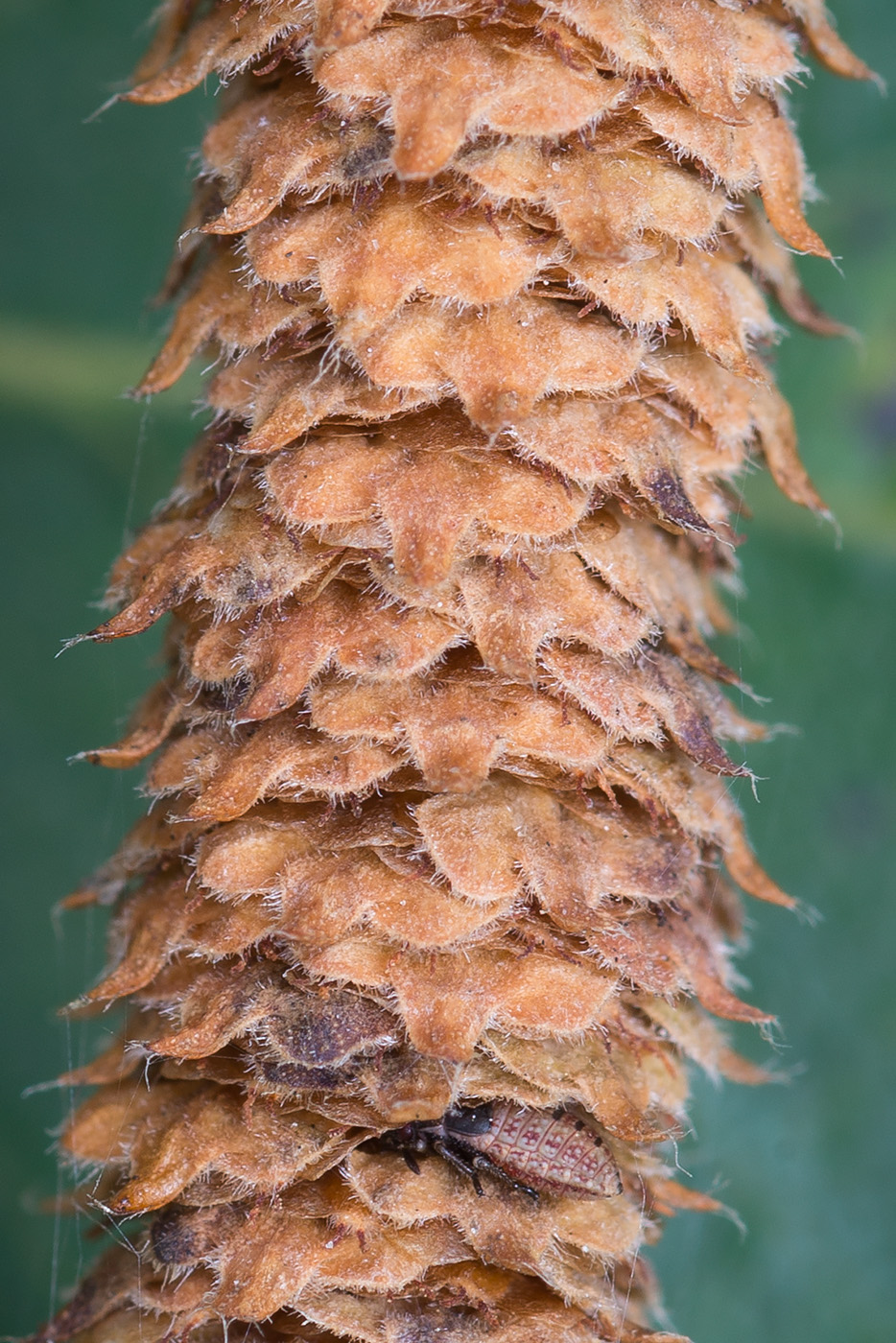 Image of Betula &times; aurata specimen.