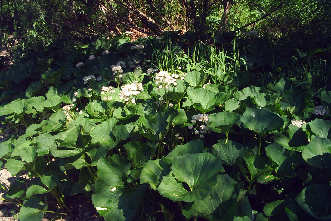 Image of Petasites radiatus specimen.