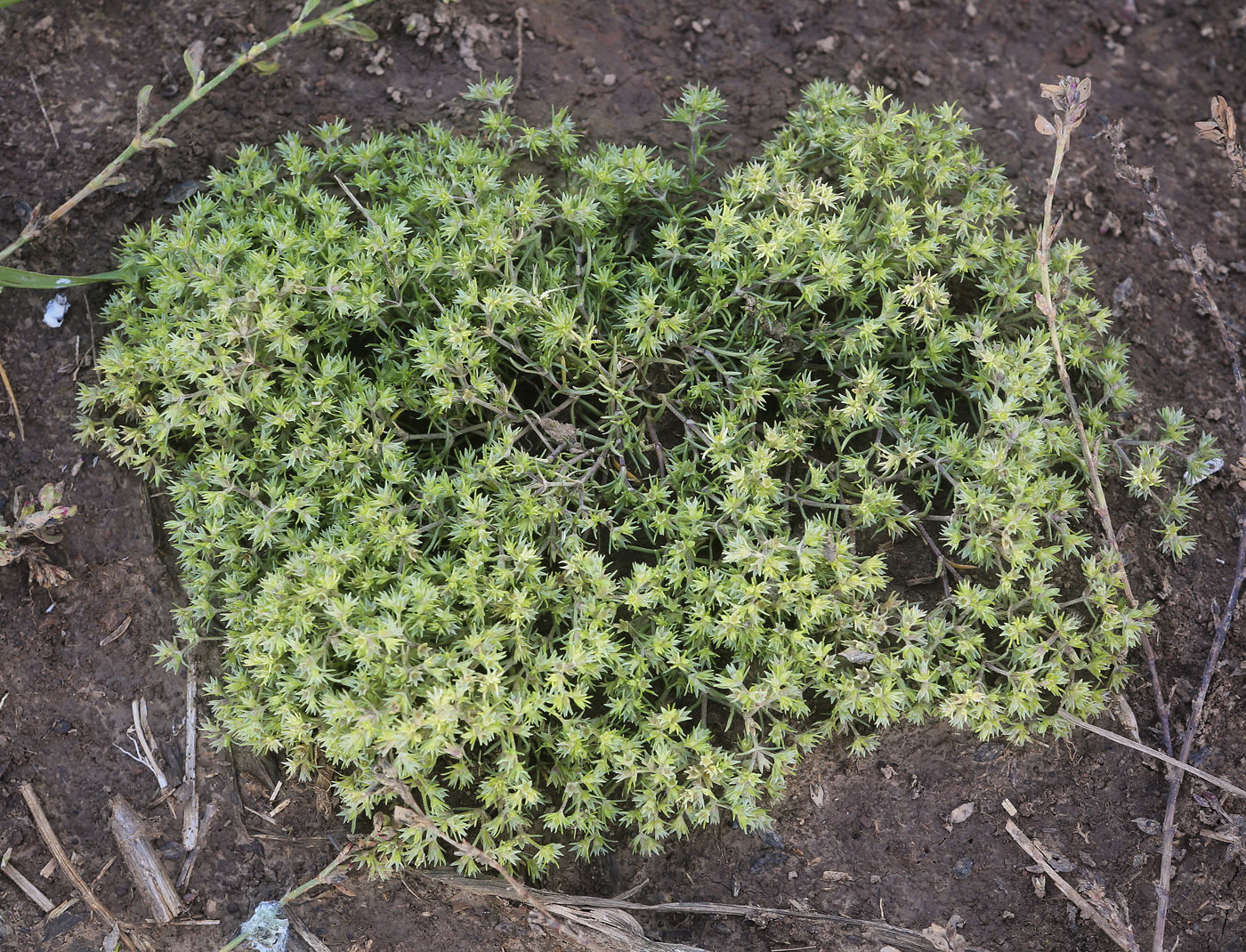 Изображение особи Scleranthus annuus.