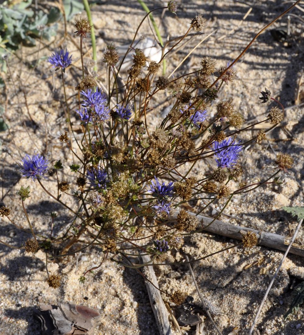 Image of Jasione heldreichii specimen.