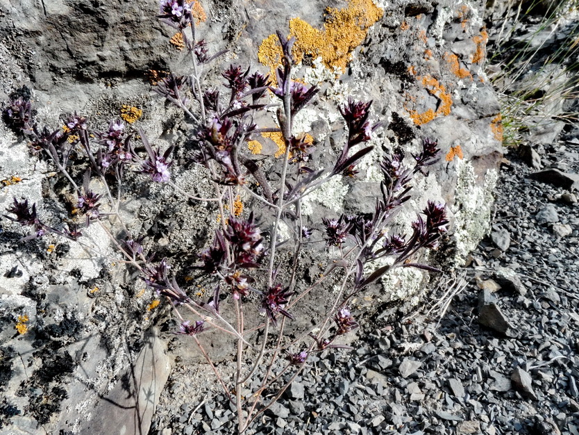 Изображение особи Satureja hortensis.