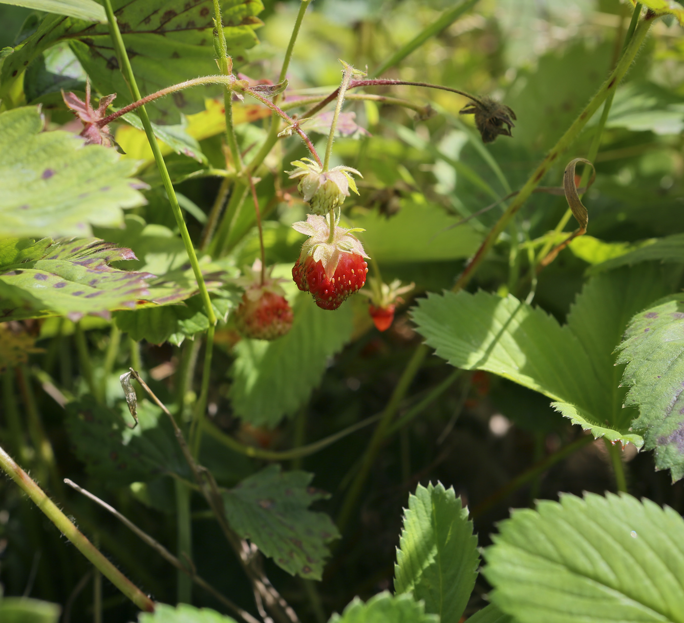 Image of Fragaria &times; ananassa specimen.