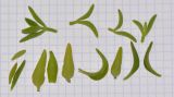 genus Aptenia. Побеги и листья. Израиль, Шарон, пос. Кфар Монаш, ботанический сад \"Хават Ганой\". 14.11.2016.