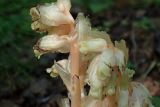 Hypopitys monotropa. Верхушки соцветий. Тверская обл., Кимрский р-н, смешанный лес. 16.08.2017.