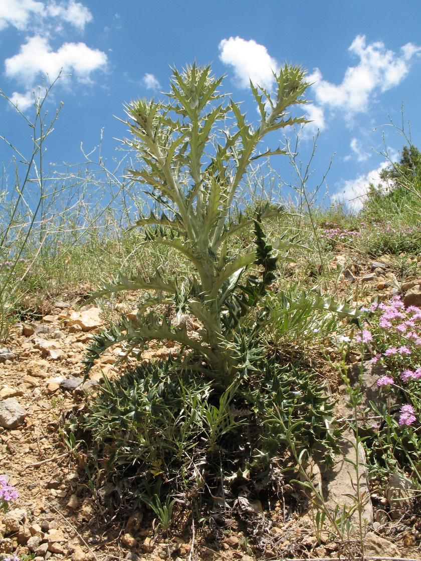 Image of Olgaea pectinata specimen.