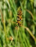 Carex spicata