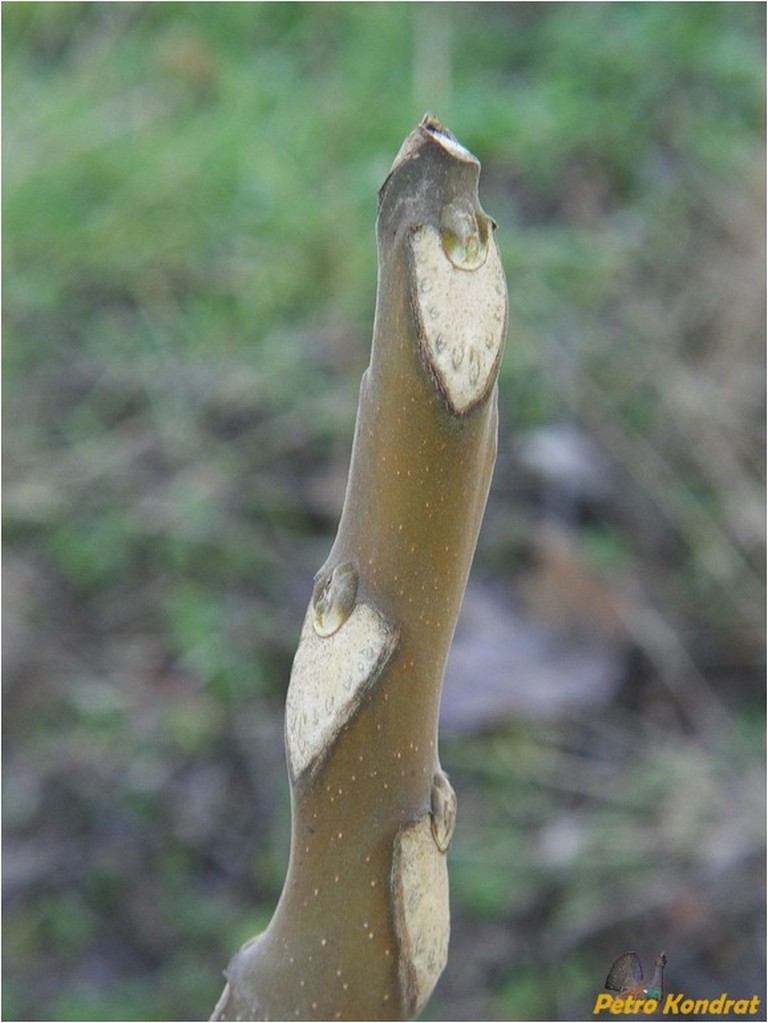 Image of Ailanthus altissima specimen.