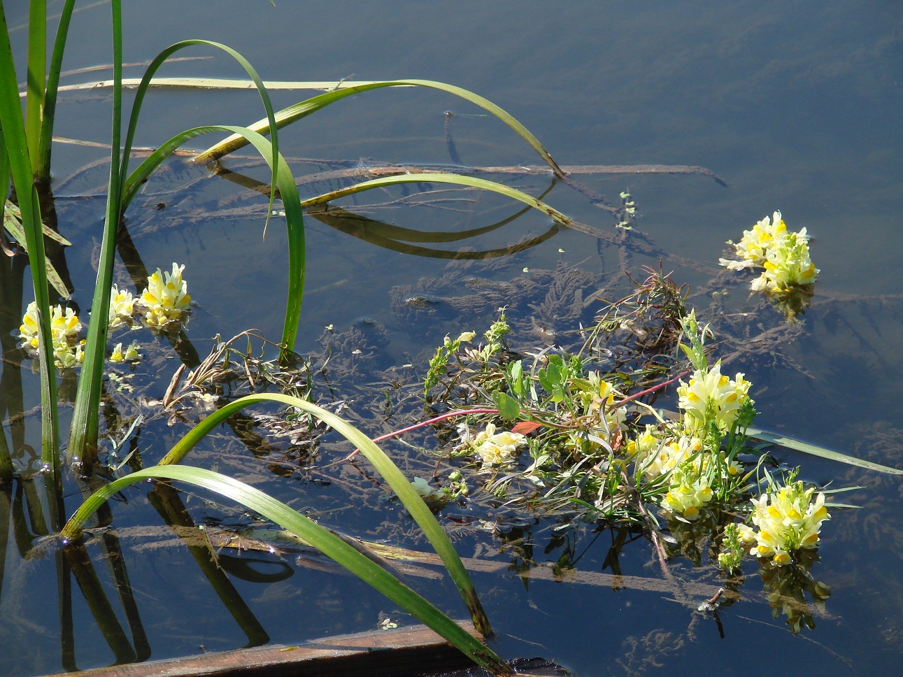 Image of Linaria vulgaris specimen.