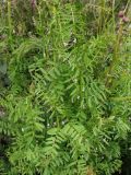 Vicia hirsuta