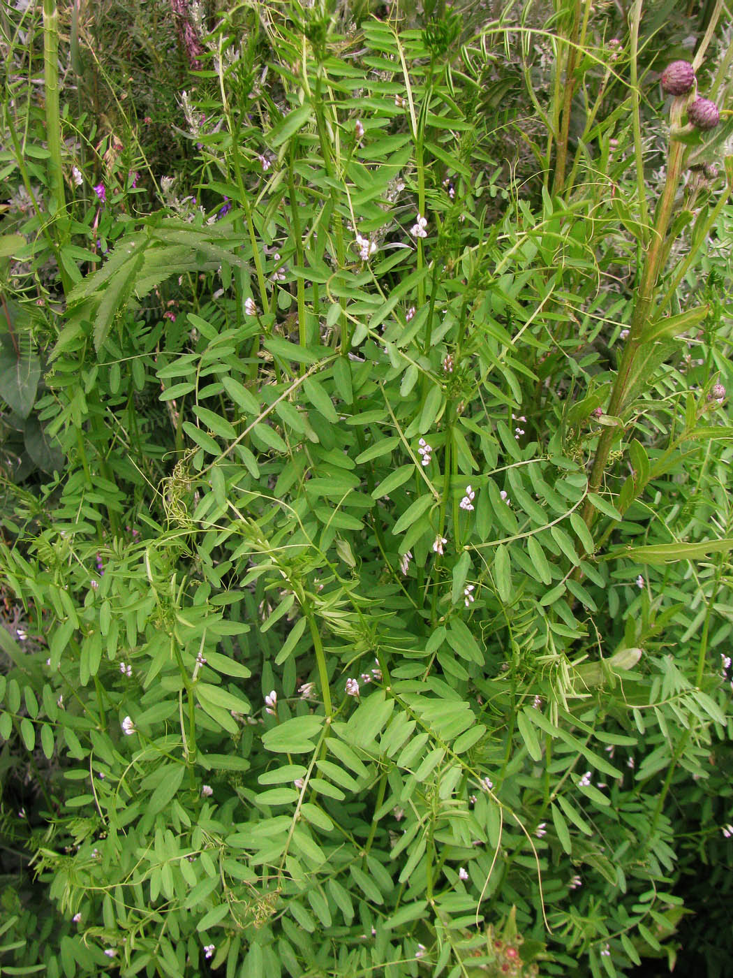 Image of Vicia hirsuta specimen.