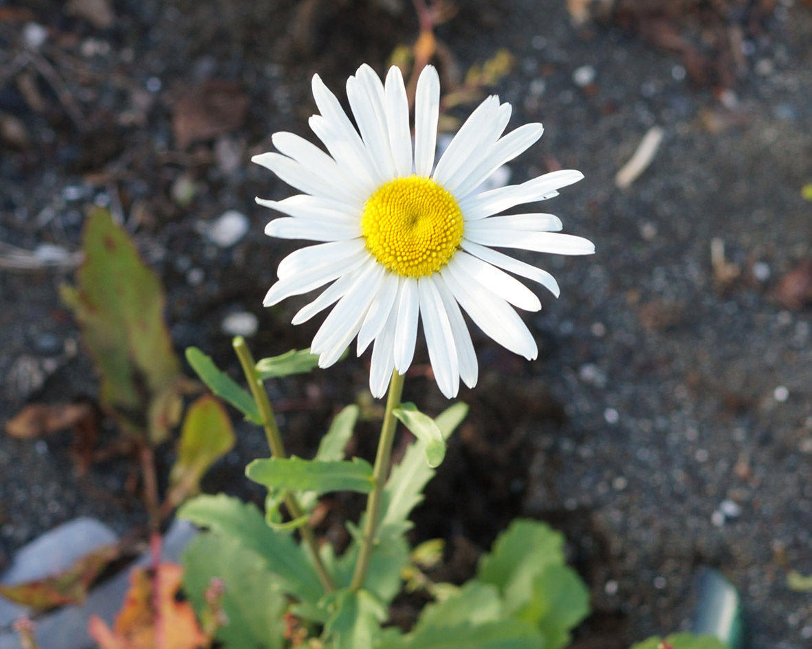 Изображение особи Leucanthemum vulgare.