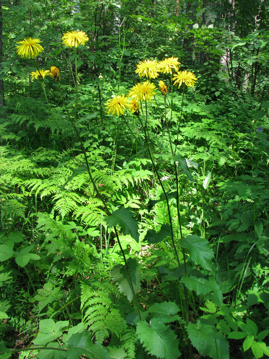 Изображение особи Crepis sibirica.