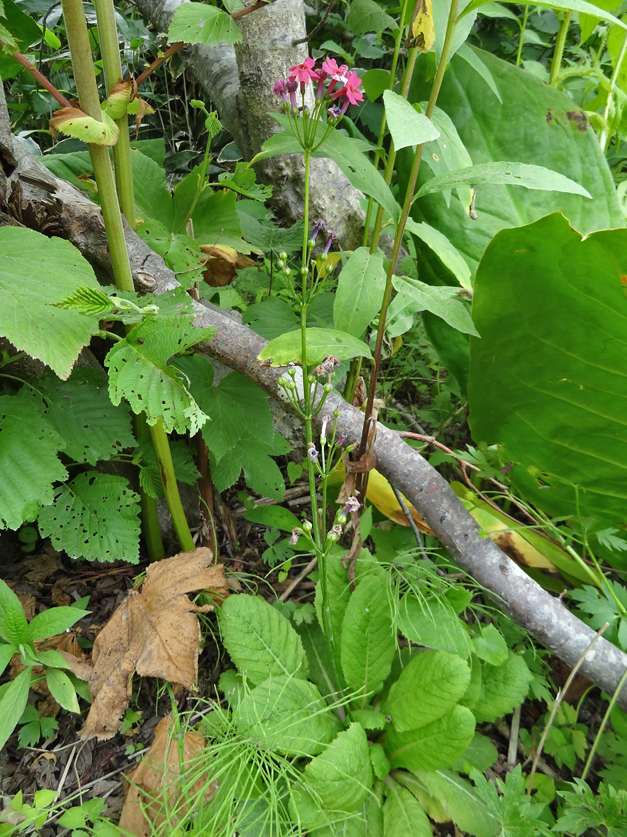 Image of Primula japonica specimen.