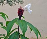Hellenia speciosa