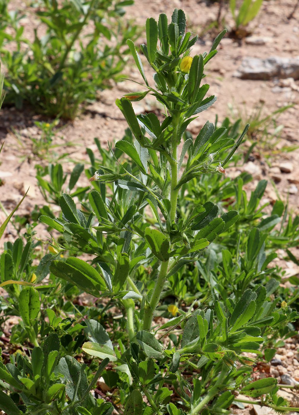 Image of Ononis viscosa specimen.