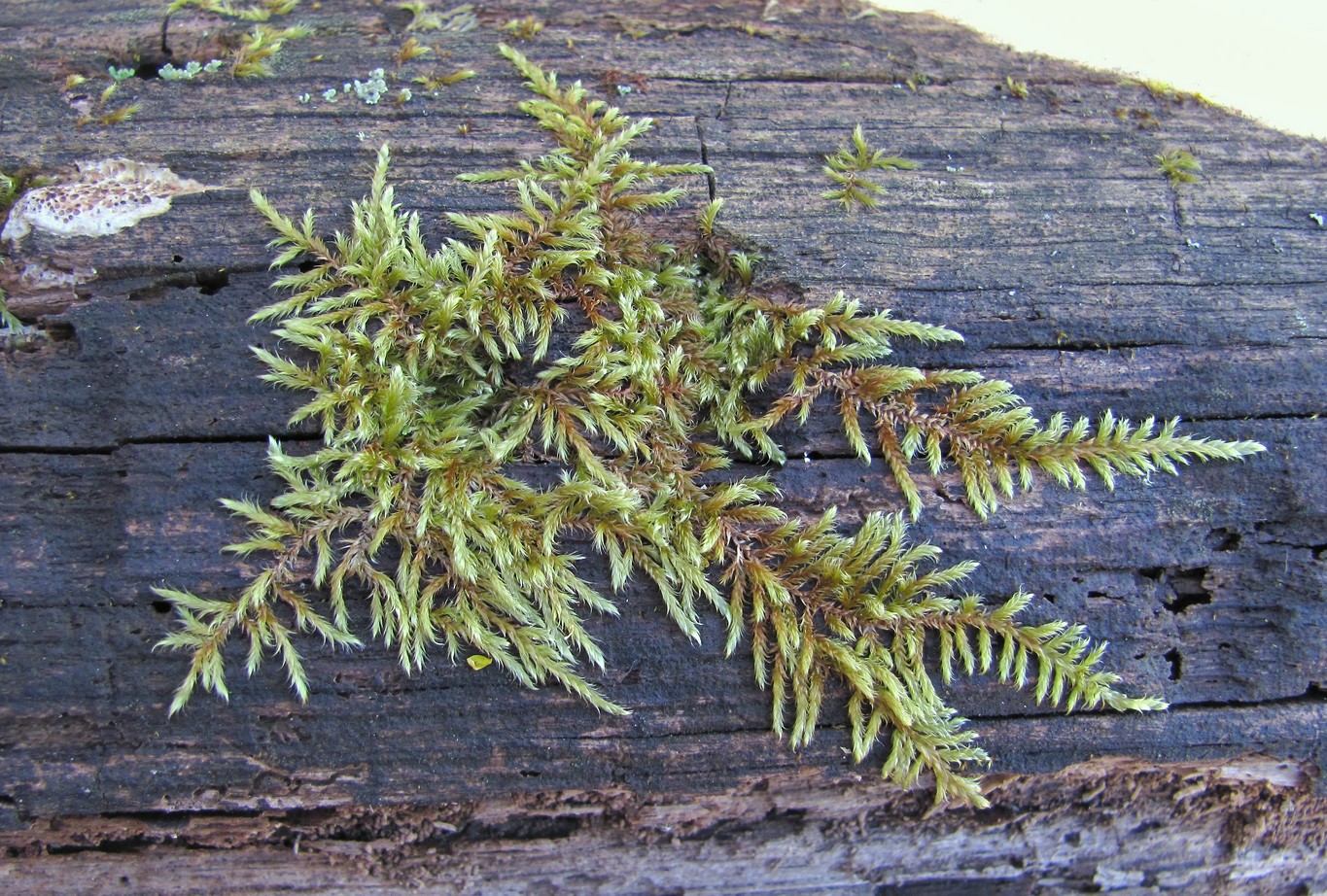 Image of Hypnum cupressiforme specimen.