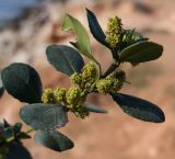 Rhamnus alaternus. Верхушка цветущего побега. Крым, Севастополь р-н бух. Круглая (Омега). 10.04.2018.