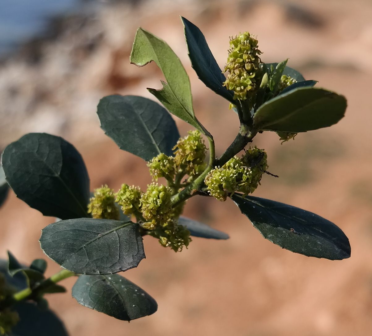 Image of Rhamnus alaternus specimen.