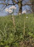 Valeriana tuberosa. Цветущие растения. Краснодарский край, Темрюкский р-н, гора Дубовый Рынок, глинистый склон, разнотравно-злаковый луг. 14.04.2018.