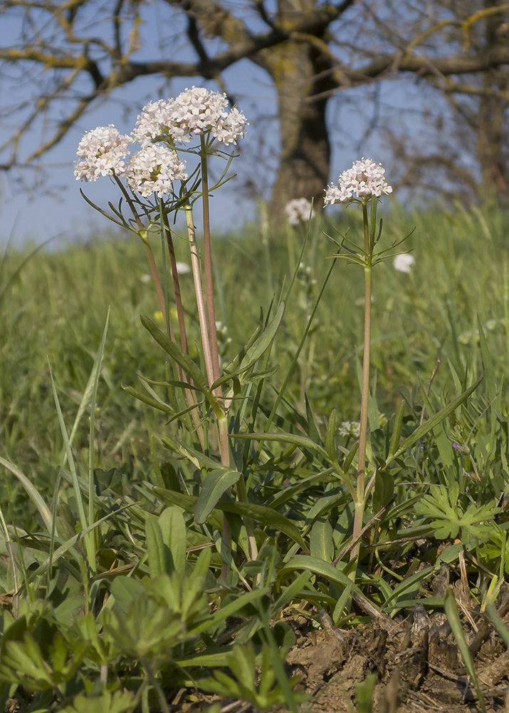 Изображение особи Valeriana tuberosa.