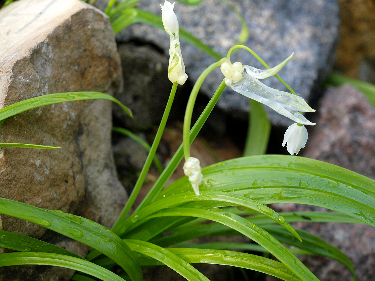 Image of Allium paradoxum specimen.