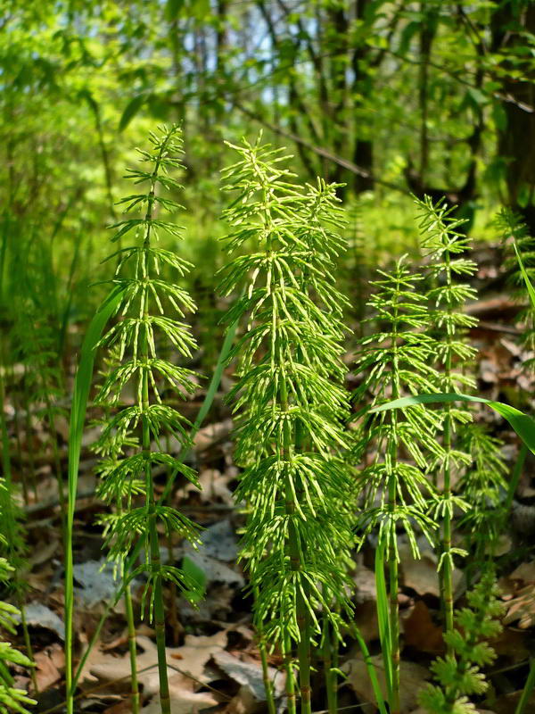 Image of Equisetum pratense specimen.