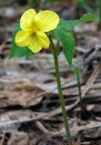 Viola uniflora. Цветущее растение. Новосибирская обл., Тогучинский р-н, согры Изылы, поляна в берёзово-осиновом лесу. 17.05.2008.