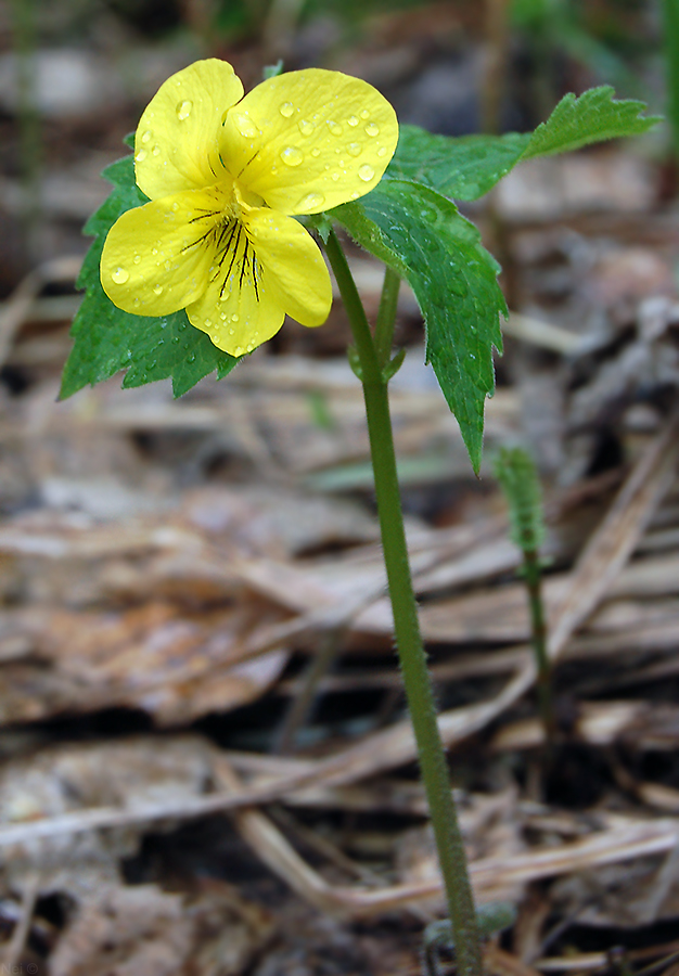 Image of Viola uniflora specimen.