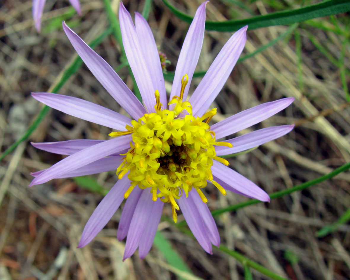 Image of Galatella dahurica specimen.