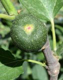 Ficus carica. Развивающееся соплодие-сиконий (зрелые соплодия чёрно-фиолетовые). Узбекистан, Наманганская обл., Мингбулакский р-н, кишлак Дехканабад. 09.05.2018.