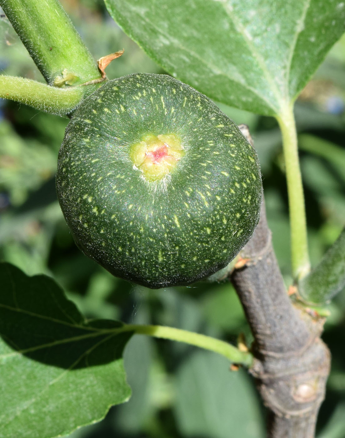 Image of Ficus carica specimen.