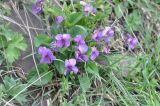genus Viola. Цветущие растения. Грузия, окраина с. Степанцминда, луг. 21.05.2018.