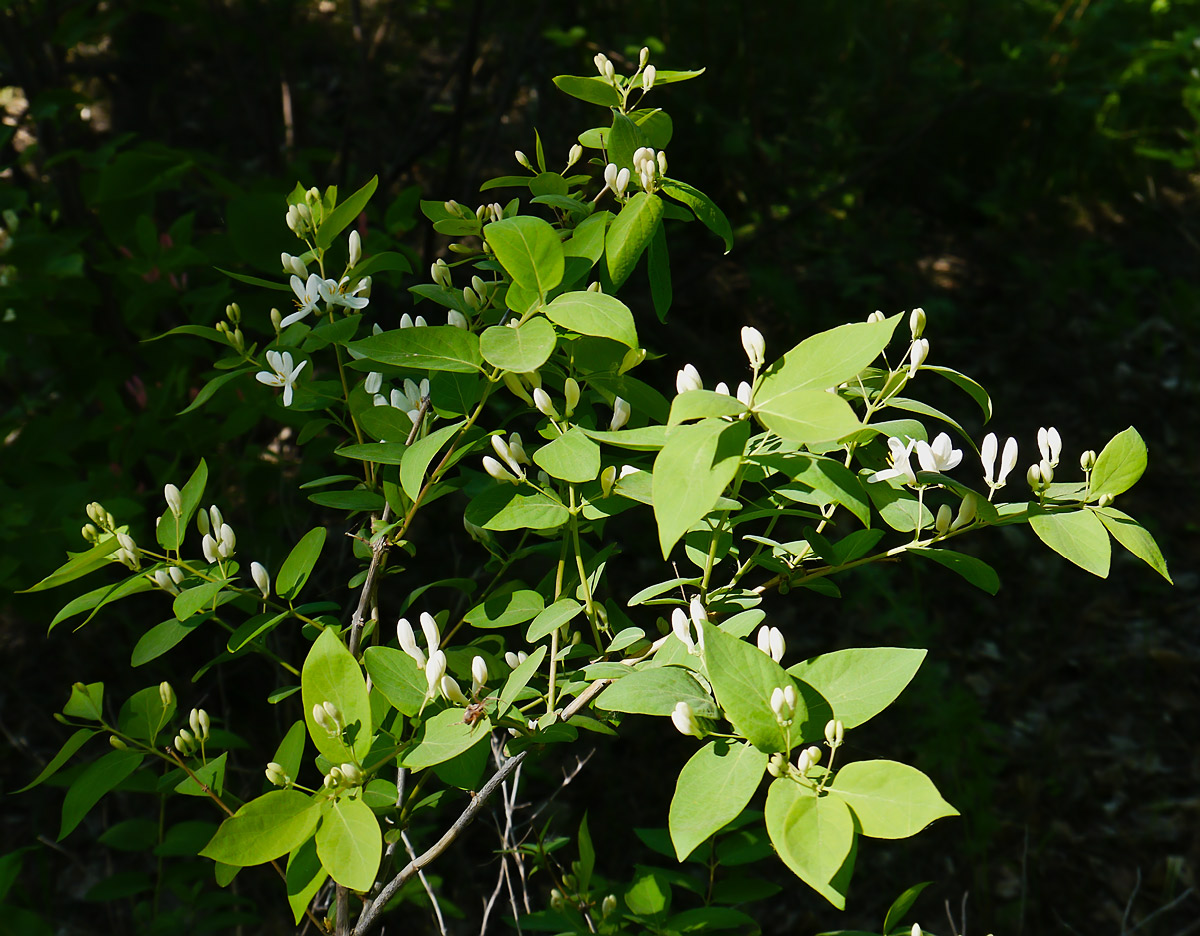 Image of Lonicera tatarica specimen.