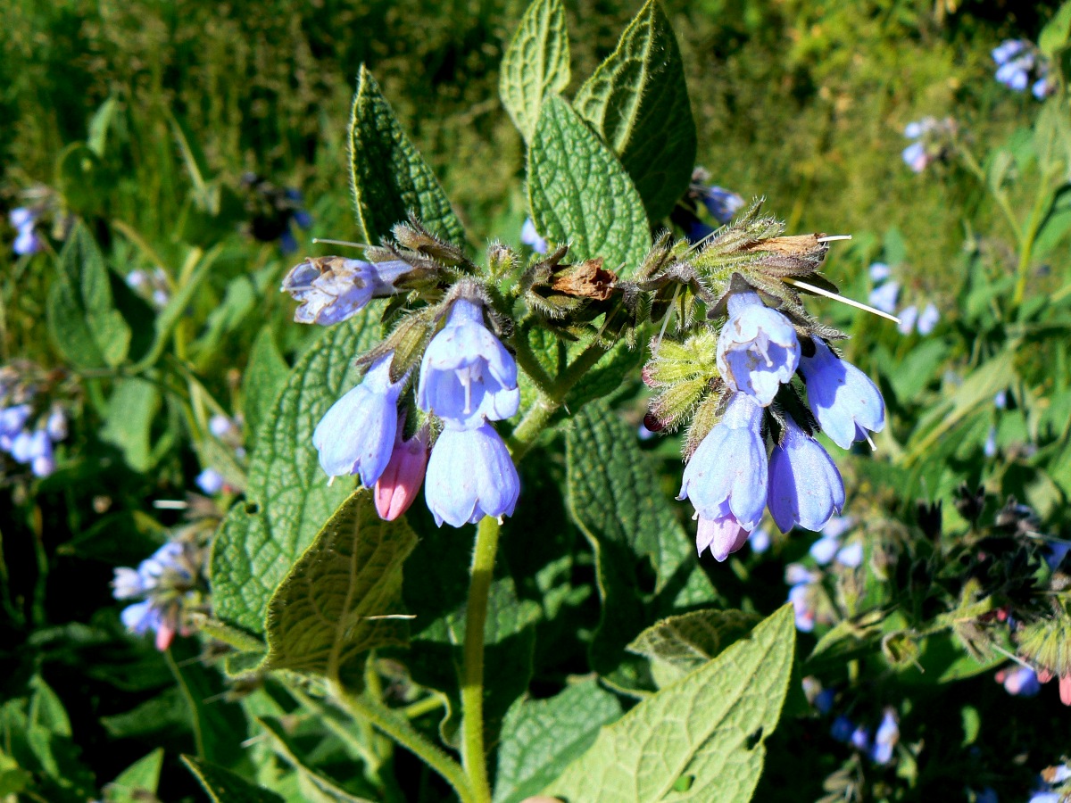 Изображение особи Symphytum caucasicum.