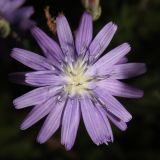 Lactuca tatarica